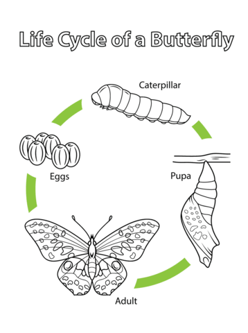 Life Cycle Of A Butterfly Coloring Page